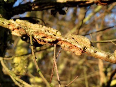 20150202Ulmus_minor7