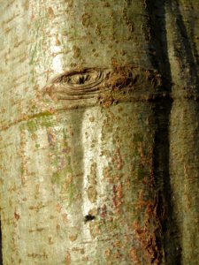 20150309Alnus_incana4