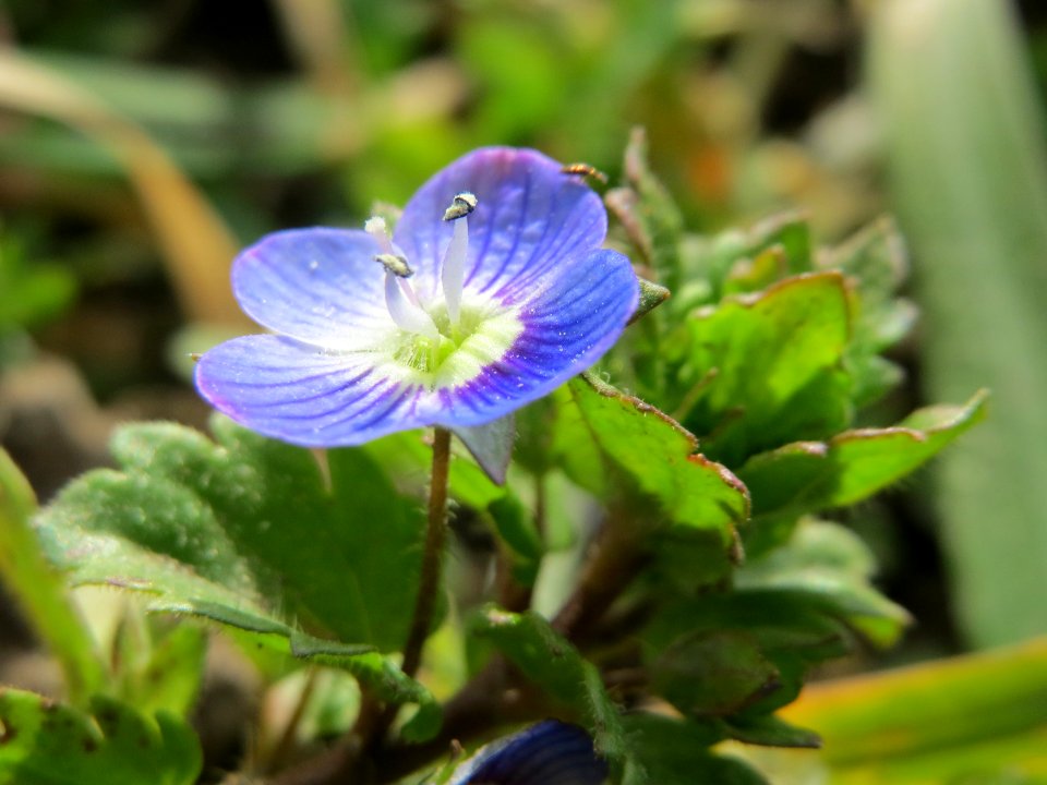 20150308Veronica_persica4