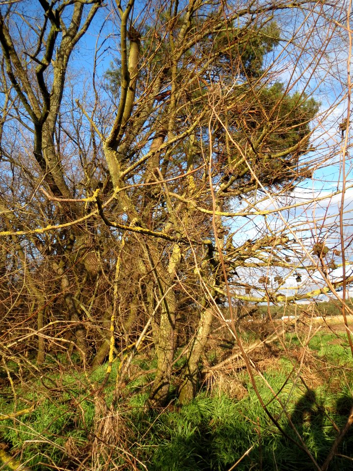 20150202Ulmus_minor3