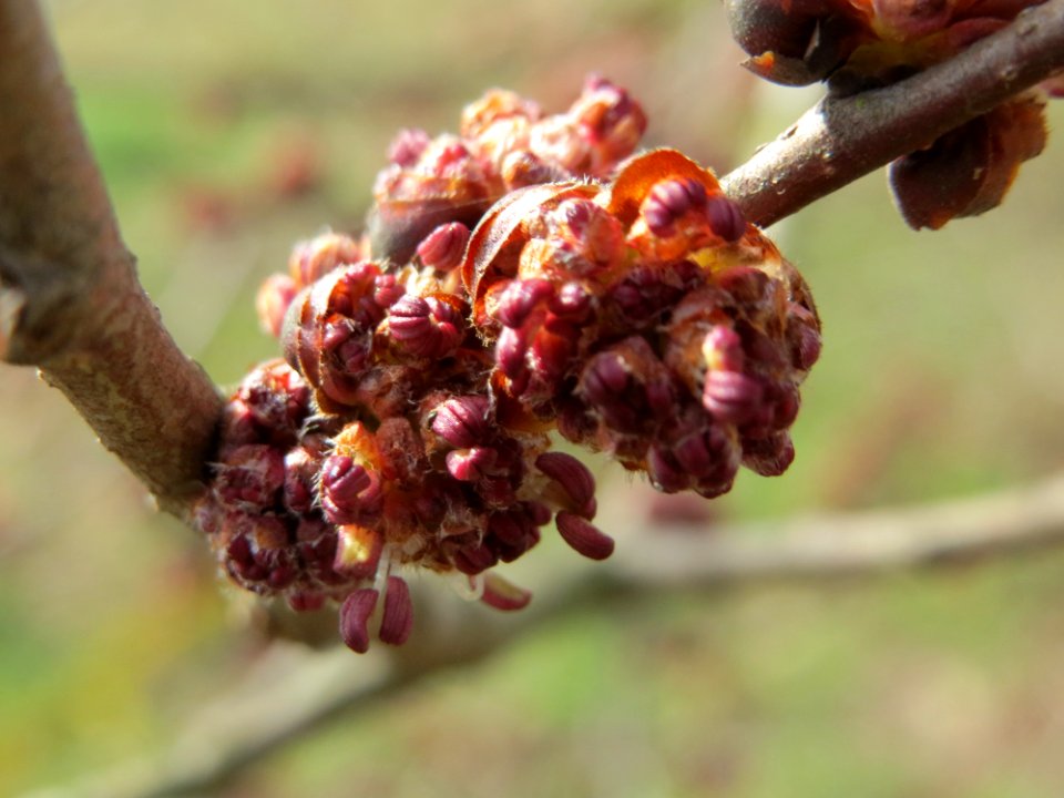 20150308Ulmus_minor6