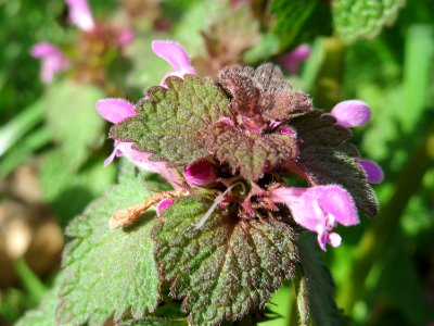 20150410Lamium_purpureum2