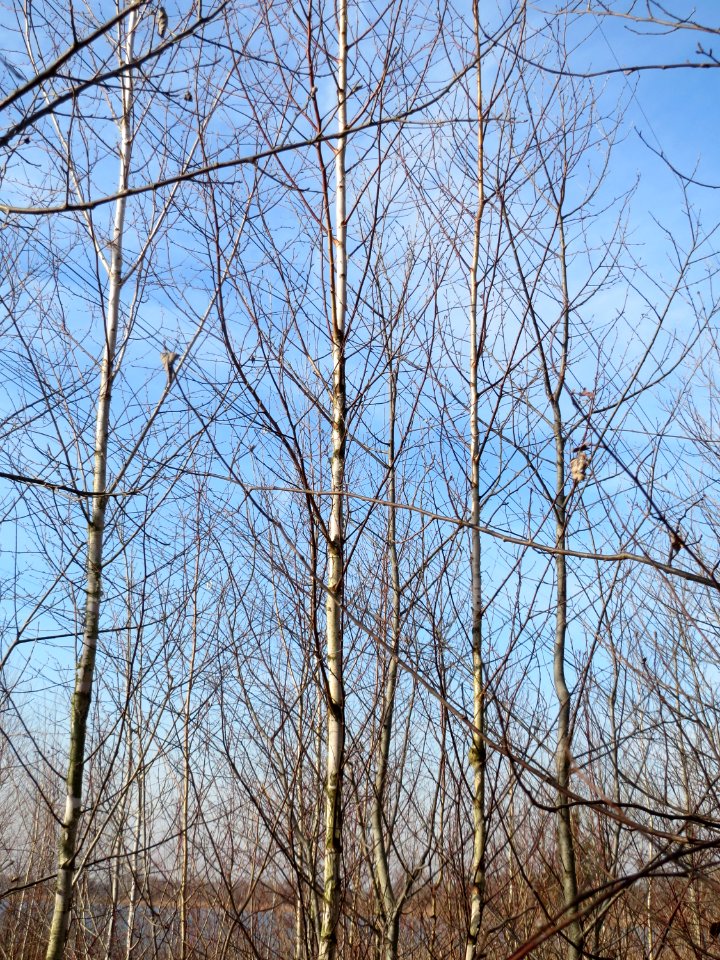 20150309Betula_pubescens2
