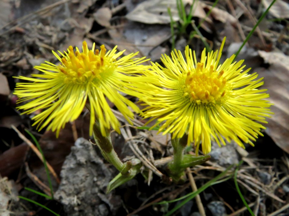20150308Tussilago_farfara4