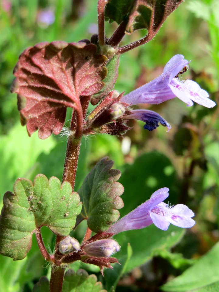 20150410Glechoma_hederacea3