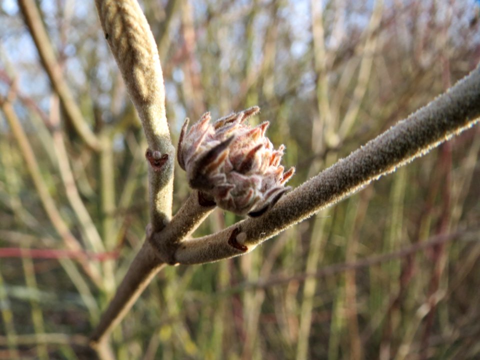 20150307Viburnum_lantana1