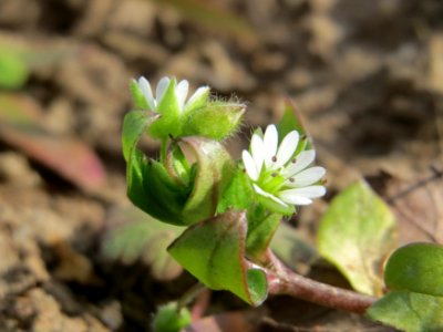 20150308Stellaria_media