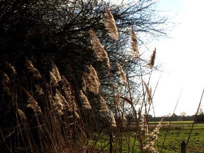 20150202Phragmites_australis3
