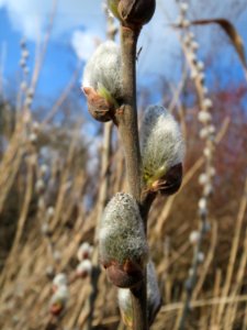 20150312Salix_caprea2