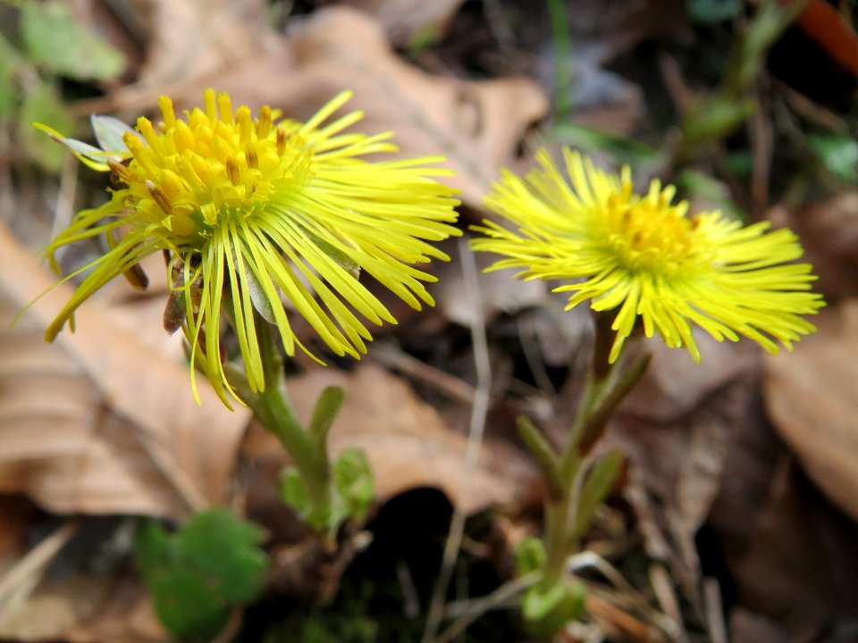 20150308Tussilago_farfara3