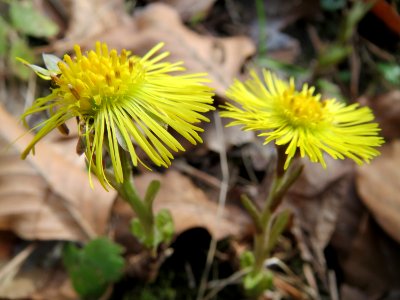 20150308Tussilago_farfara3
