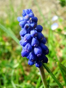 20150410Muscari_armeniacum1