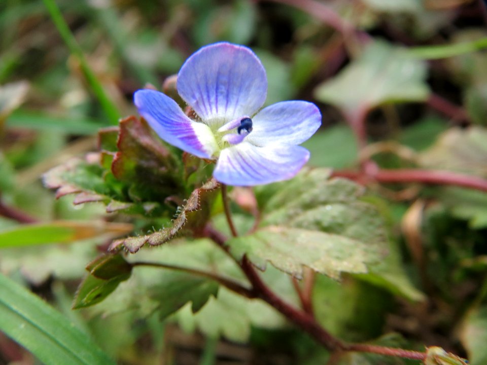 20150308Veronica_persica5