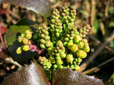 20150311Mahonia_aquifolium2