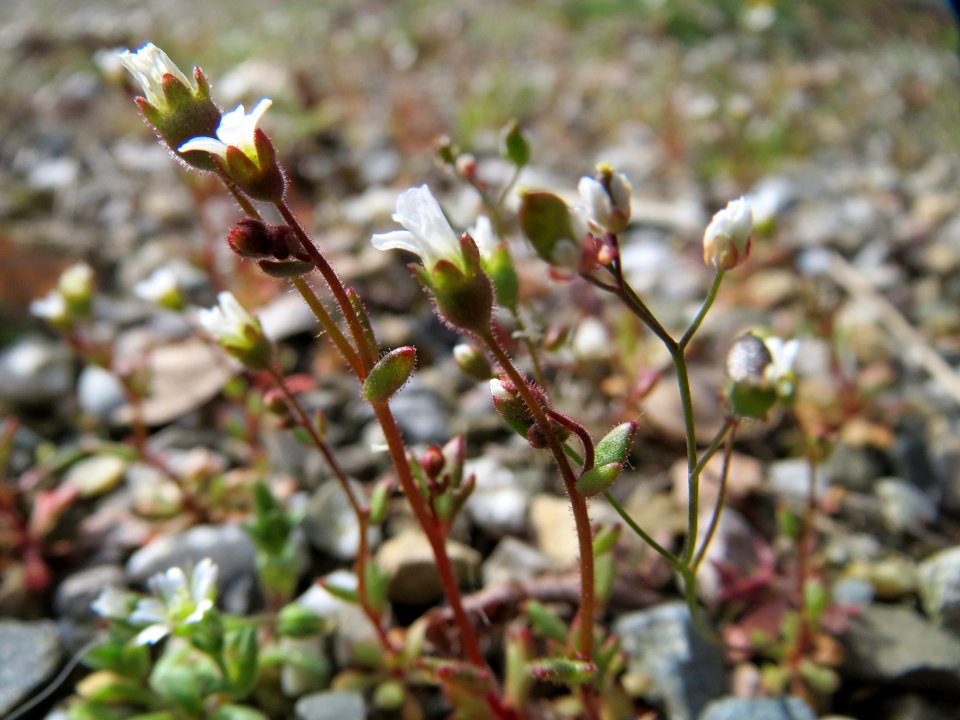 20150410Saxifraga_tridactylites5