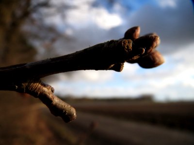 20150202Quercus_robur5