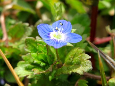 20150308Veronica_persica1