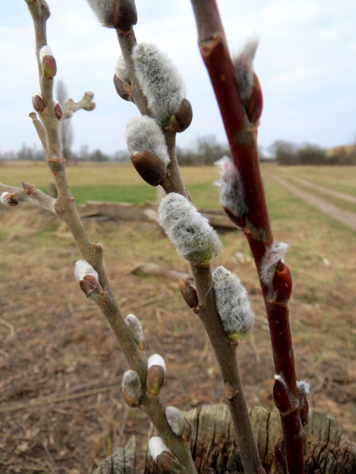 20150313Salix