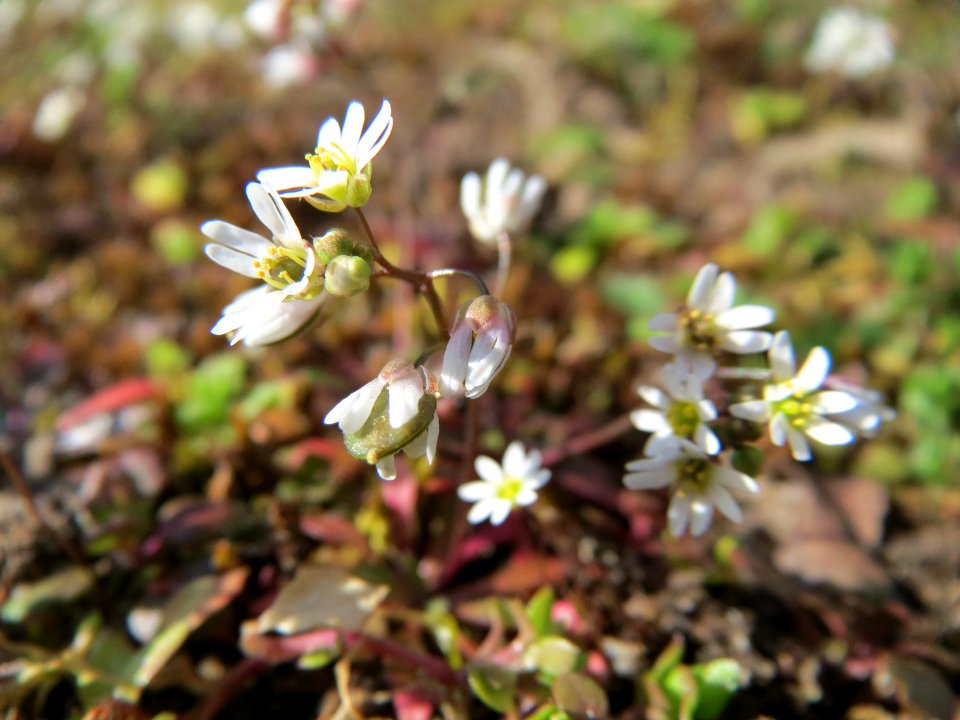 20150311Draba_verna1