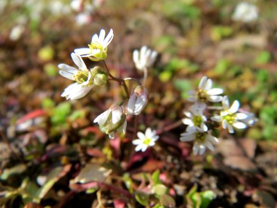 20150311Draba_verna1