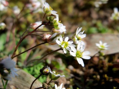 20150311Draba_verna4