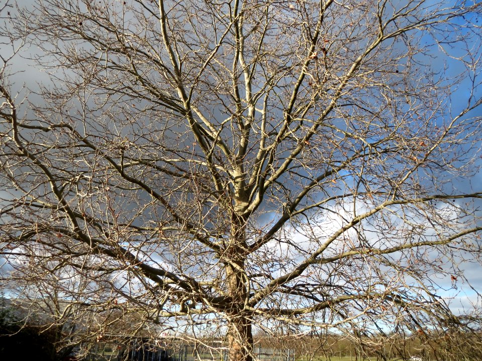 20150202Platanus_x_hispanica3