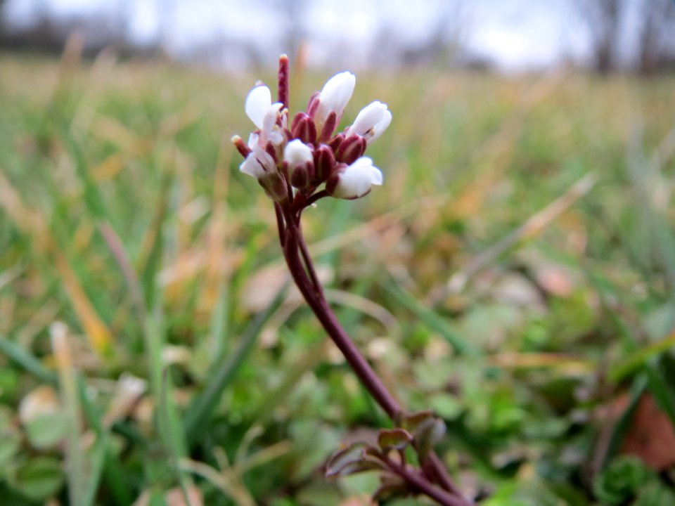 20150314Cardamine_hirsuta2