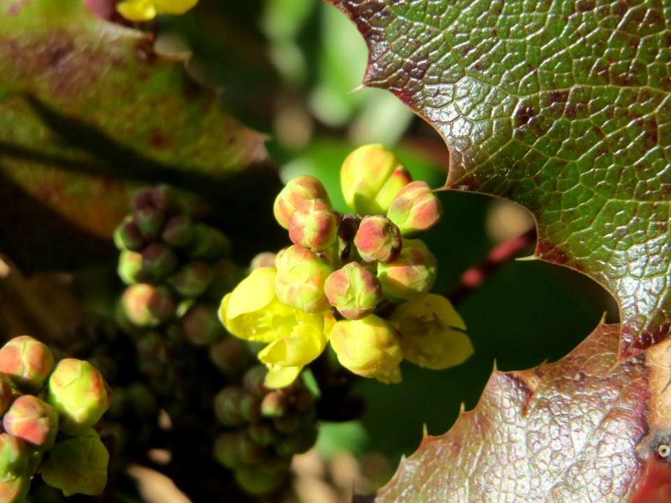 20150311Mahonia_aquifolium3