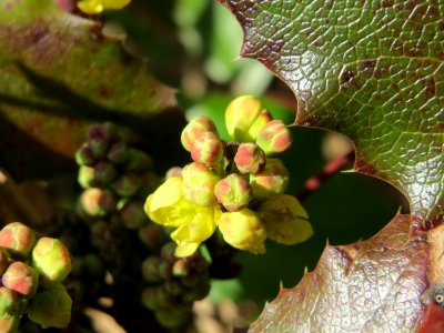 20150311Mahonia_aquifolium3