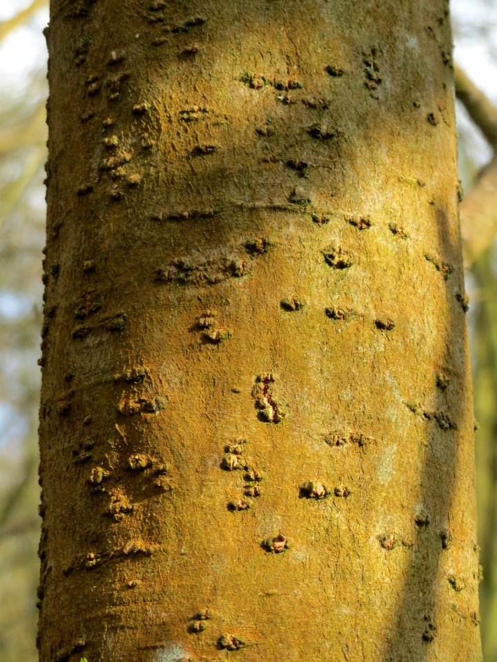 20150312Salix_cinerea09