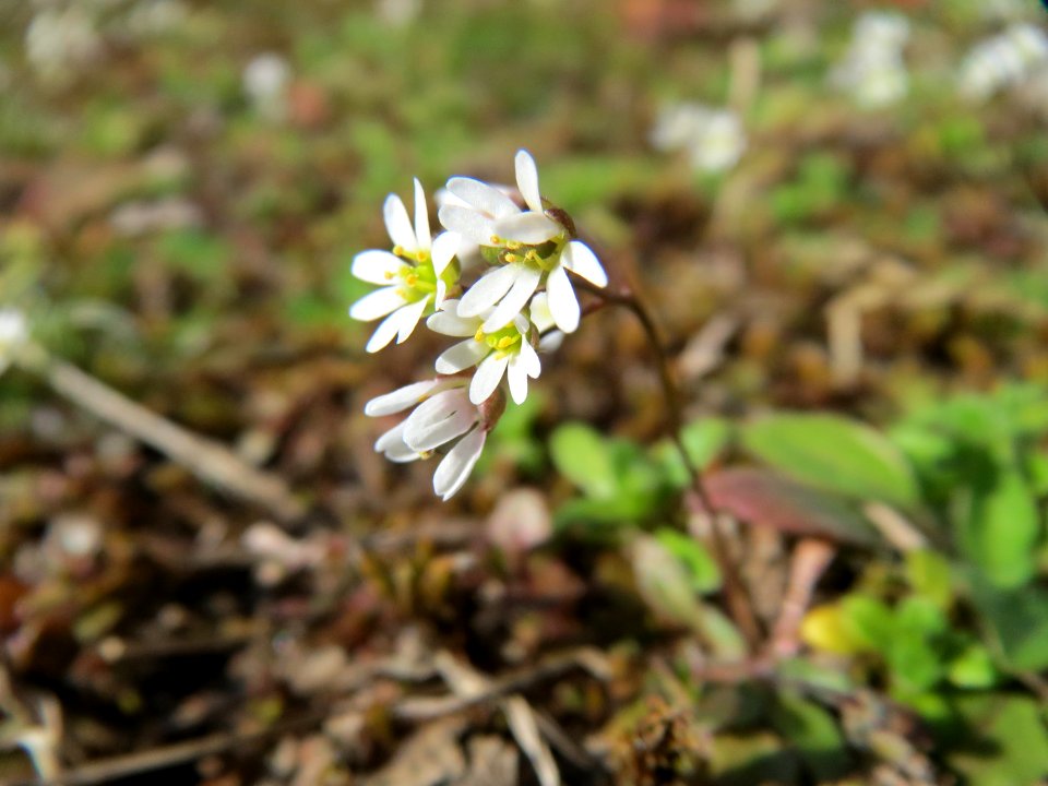 20150311Draba_verna2