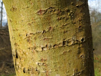 20150312Salix_cinerea11