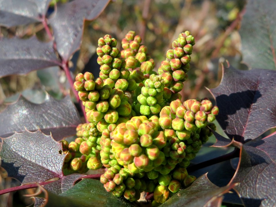 20150311Mahonia_aquifolium1