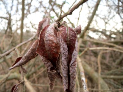 20150313Salix_cinerea4