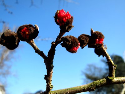 20150207Parrotia_persica
