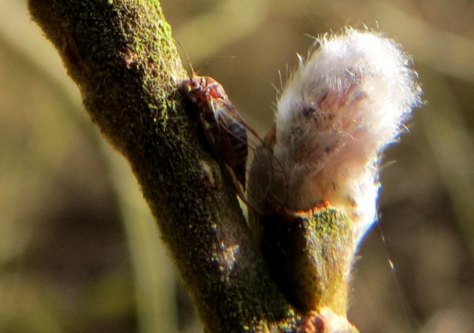 20150312Salix_cinerea13