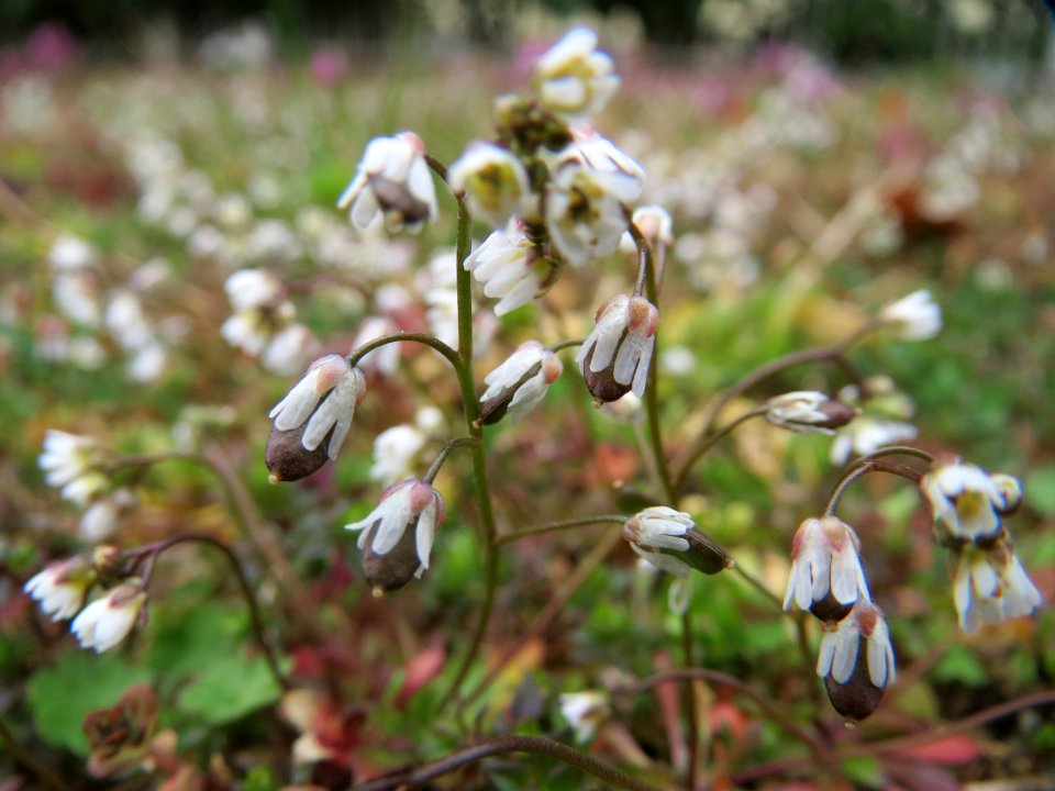 20150315Draba_verna1