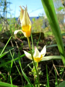 20150410Tulipa_turkestanica2