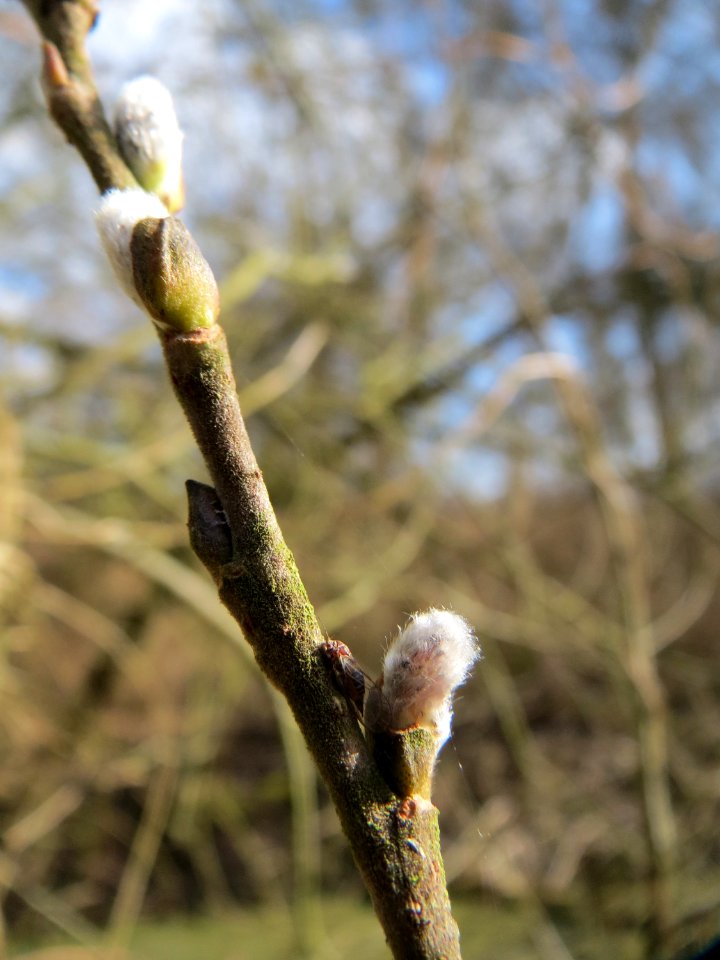 20150312Salix_cinerea12