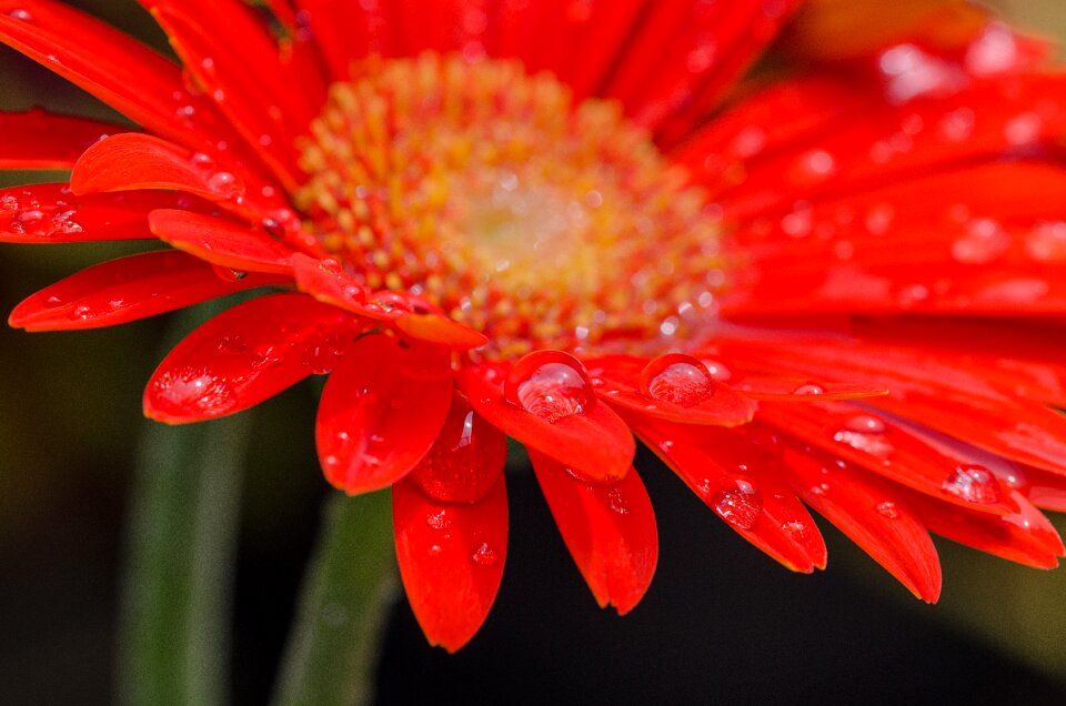 Drop of water flora red