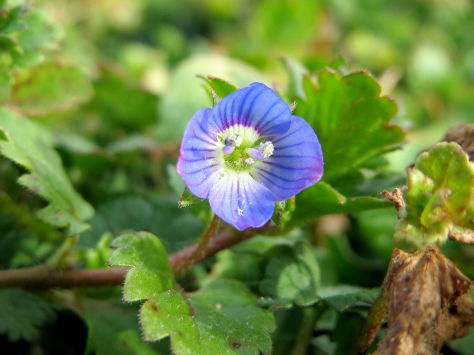 20150307Veronica_persica1