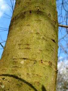20150312Salix_cinerea07