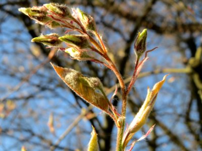 20150410Amelanchier_lamarckii1 photo