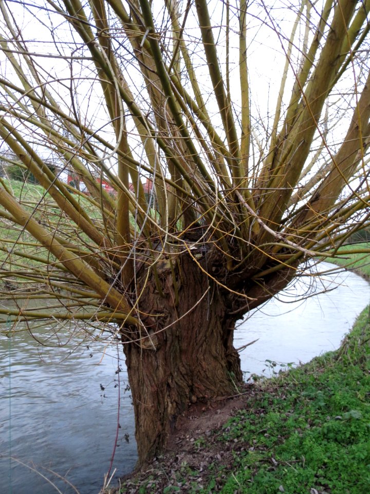 20150204Salix_alba4