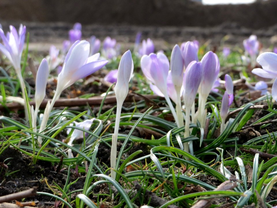 20150307Crocus_tommasinianus2