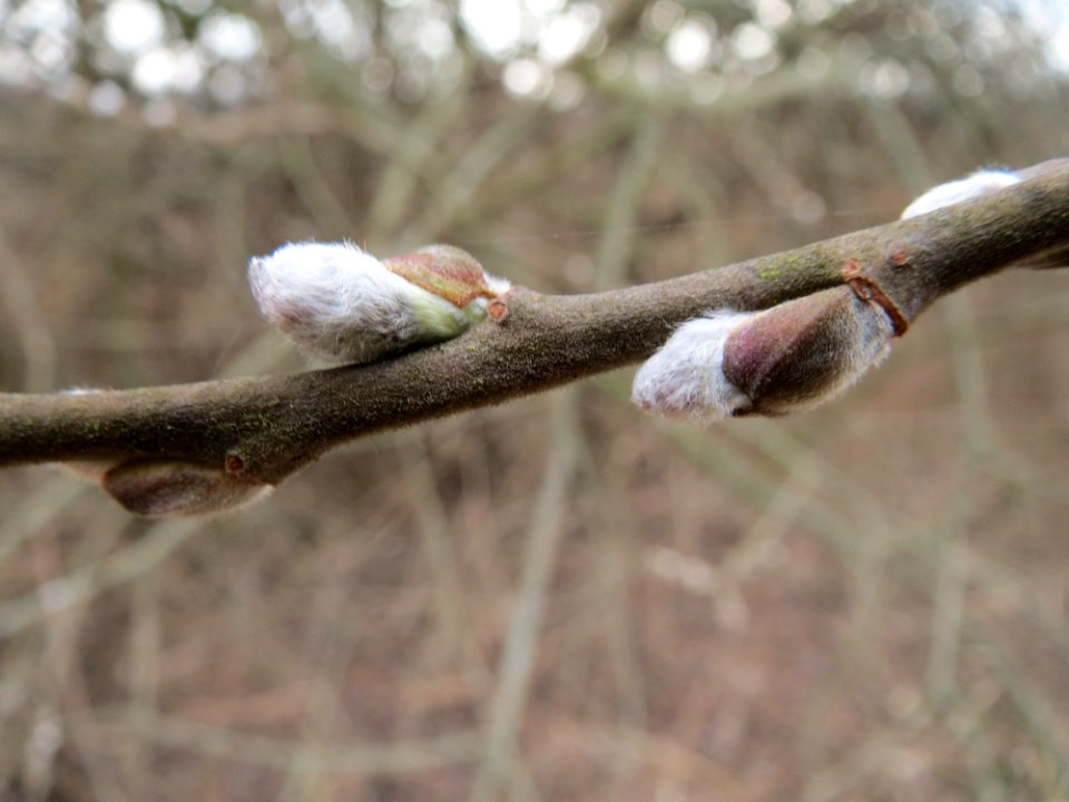 20150313Salix_cinerea3
