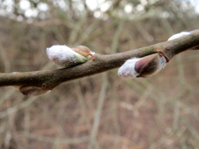20150313Salix_cinerea3
