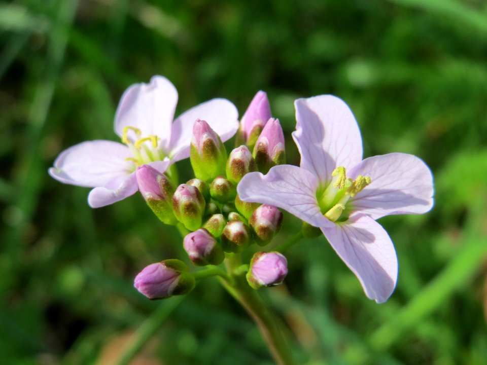 20150410Cardamine_pratensis5