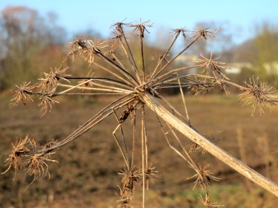 20150211Heracleum_sphondylium3
