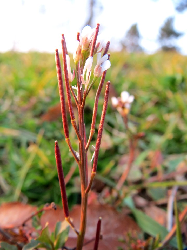 20150315Cardamine_hirsuta1